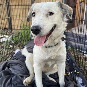 Cattle Dog and Terrier Dogs Available for Adoption in Edinburg, Texas - Isabella | PetCurious