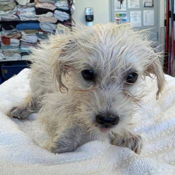 109049 -  Mixed Breed Dog for Adoption in Las Cruces, New Mexico - 109049 | PetCurious