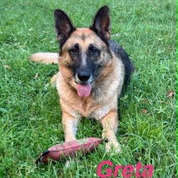 Greta -  German Shepherd Dog Dog for Adoption in Opp, Alabama - Greta | PetCurious