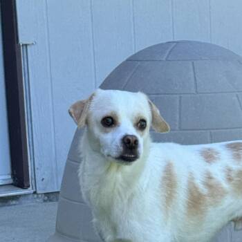 Pogo -  Chihuahua Dog for Adoption in Auburn, Nebraska - Pogo | PetCurious