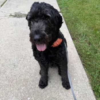 Lacey -  Newfoundland Dog and Standard Poodle Dog for Adoption in Cleveland, Ohio - Lacey | PetCurious