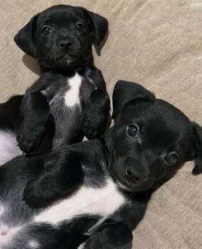 Terrier and Mixed Breed Dogs Available for Adoption - FINLEY | PetCurious