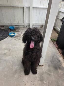 Poodle Dogs Available for Adoption - A651023 | PetCurious