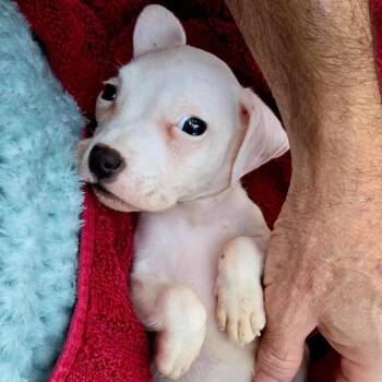 Phineas (Norman) 28126 -  Mixed Breed and None Dog for Adoption in Middleburg, Florida - Phineas (Norman) 28126 | PetCurious