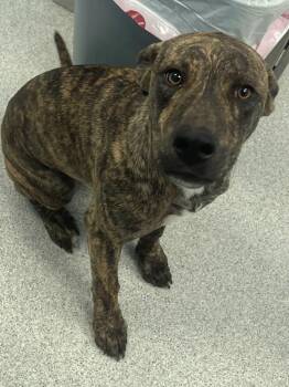 Rescue Plott Hound Dogs for Adoption in Frankfort, Kentucky - Lamia | PetCurious