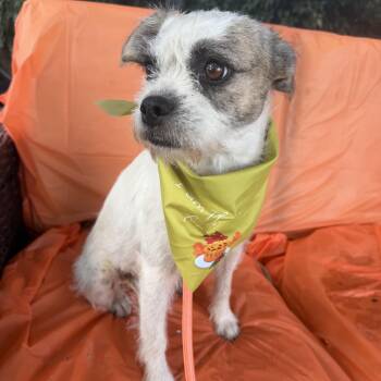 Trinka -  Pug Dog for Adoption in Louise, Texas - Trinka | PetCurious