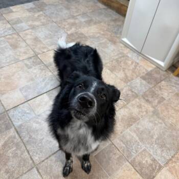 Border Collie Dogs Available for Adoption - Louie | PetCurious