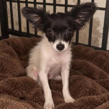 Snowball -  Papillon Dog for Adoption in Tucson, Arizona - Snowball | PetCurious