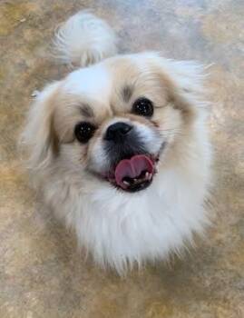 Pekingese Dogs Available for Adoption in Bethel, Alaska - Lucky | PetCurious