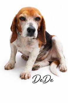 Beagle Dogs Available for Adoption in Sylvania, Georgia - Dede | PetCurious