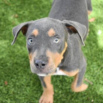 Velma -  Mixed Breed Dog for Adoption in St. Petersburg, Florida - Velma | PetCurious