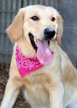 Cagney -  Golden Retriever and English Setter Dog for Adoption in Glendale, Arizona - Cagney | PetCurious