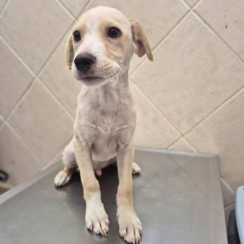 Retriever Dogs Available for Adoption - Stanford | PetCurious