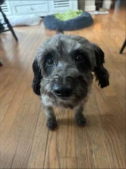 Preston -  Miniature Poodle Dog for Adoption in Norfolk, Virginia - Preston | PetCurious