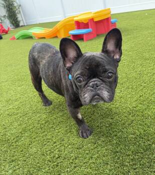 Carter -  French Bulldog Dog for Adoption in Briny Breezes, Florida - Carter | PetCurious