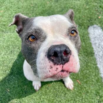 Rescue Mixed Breed Dogs for Adoption in Bartlett, Tennessee - Josie (Formerly Loraine) | PetCurious