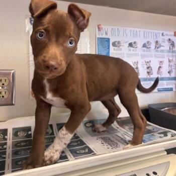 JILL -  Labrador Retriever Dog for Adoption in San Antonio, Texas - JILL | PetCurious