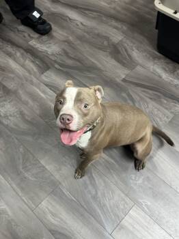 Pit Bull Terrier Dogs Available for Adoption - Mac | PetCurious