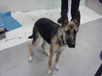 German Shepherd Dog and Mixed Breed Dogs Available for Adoption - TERESA | PetCurious