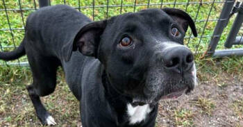 Rescue Mixed Breed Dogs for Adoption in Scott, Louisiana - Lenny | PetCurious