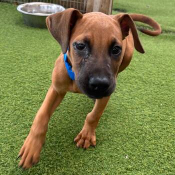 Red 0543 -  Shepherd and Mixed Breed Dog for Adoption in Loxahatchee Groves, Florida - Red 0543 | PetCurious