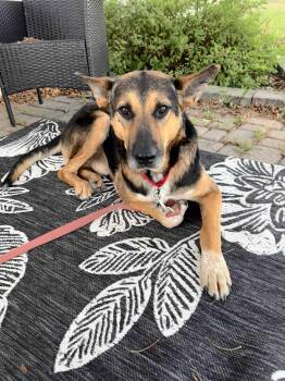 Rescue Mixed Breed Dogs for Adoption in Sioux Falls, South Dakota - Bruce | PetCurious