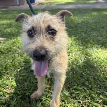 Teddy -  Mixed Breed Dog for Adoption in Honolulu, Hawaii - Teddy | PetCurious