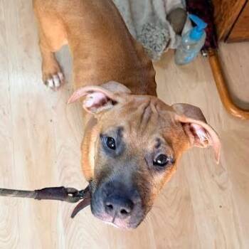 Scooby -  Mixed Breed Dog for Adoption in Charleston, West Virginia - Scooby | PetCurious