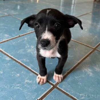 Charlie -  Chihuahua and Terrier Dog for Adoption in San Diego, California - Charlie | PetCurious