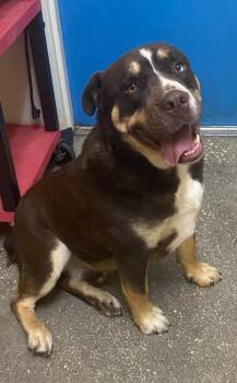 GATOR -  Mixed Breed Dog for Adoption in Ocala, Florida - GATOR | PetCurious
