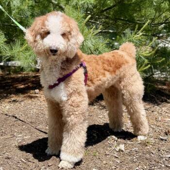 Unicorn -  Standard Poodle Dog for Adoption in East Hampton, New York - Unicorn | PetCurious