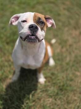 LUCKY -  Boxer and Mixed Breed Dog for Adoption in York, South Carolina - LUCKY | PetCurious