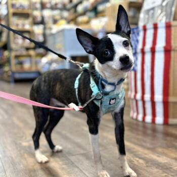 Ocean 22349 -  Mixed Breed Dog for Adoption in Cumming, Georgia - Ocean 22349 | PetCurious