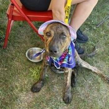 Chunk -  Pit Bull Terrier Dog for Adoption in Brockton, Massachusetts - Chunk | PetCurious