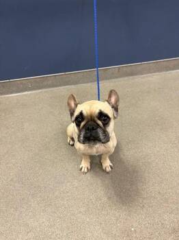 French Bulldog Dogs Available for Adoption in Doral, Florida - PINA COLADA | PetCurious