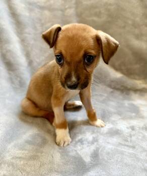 Bonnie -  Terrier Dog for Adoption in Plainfield, Illinois - Bonnie | PetCurious