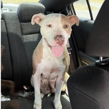 Roseanne -  Pit Bull Terrier and Mixed Breed Dog for Adoption in Fairfax, Virginia - Roseanne | PetCurious