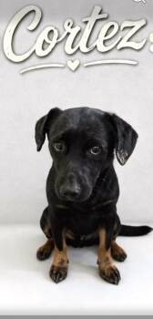 Cortez -  Corgi Dog for Adoption in Estes Park, Colorado - Cortez | PetCurious