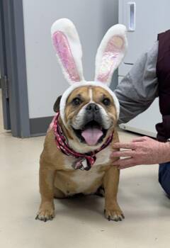 English Bulldog Dogs Available for Adoption in Sumter, South Carolina - Jelly Bean | PetCurious