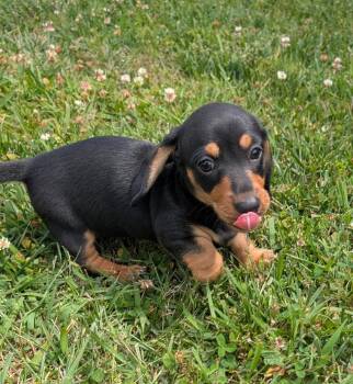 Dachshund Dogs Available for Adoption in Shelbyville, Tennessee - Brucie In TN | PetCurious