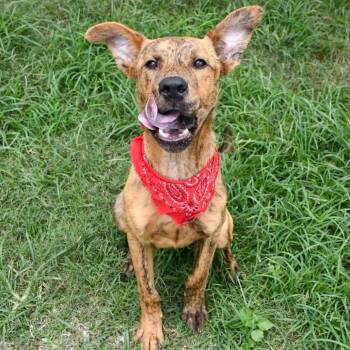 Archer -  Black Mouth Cur Dog for Adoption in Beaumont, Texas - Archer | PetCurious
