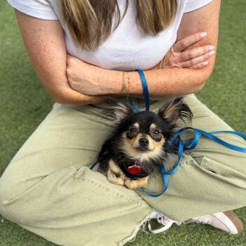 Kenny G -  Chihuahua Dog for Adoption in Los Angeles, California - Kenny G | PetCurious
