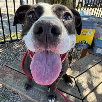 Dani California -  Pit Bull Terrier Dog for Adoption in Buffalo, New York - Dani California | PetCurious