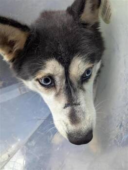 Husky Dogs Available for Adoption in San Antonio, Texas - ABIGAIL | PetCurious
