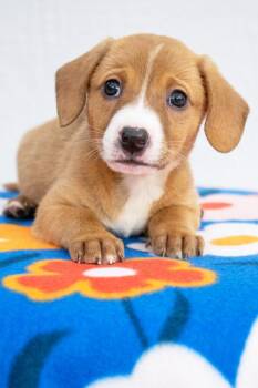 Mario Litter- Pauline -  Dachshund and Mixed Breed Dog for Adoption in Savage, Minnesota - Mario Litter- Pauline | PetCurious
