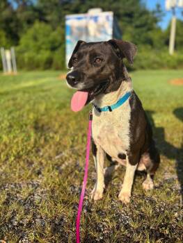 Rescue Collie and Beagle Dogs for Adoption in Disputanta, Virginia - Bella | PetCurious