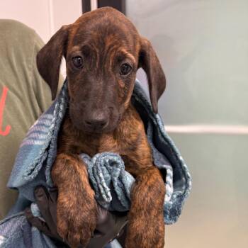 Eskel -  Labrador Retriever and Mixed Breed Dog for Adoption in Abilene, Texas - Eskel | PetCurious