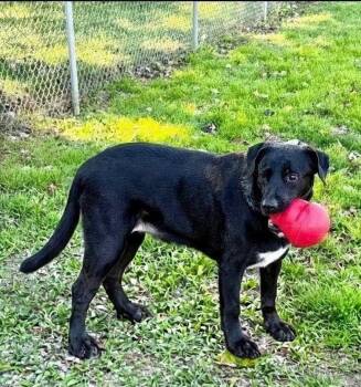 Hannah and Holly -  Labrador Retriever and Retriever Dog for Adoption in East Sparta, Ohio - Hannah And Holly | PetCurious