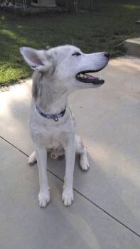 Rescue Husky Dogs for Adoption in Snow Camp, North Carolina - Baymax | PetCurious