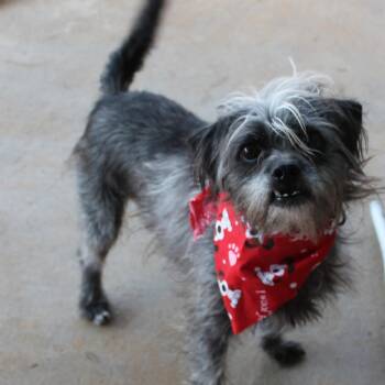 Freddy -  Cairn Terrier and Wirehaired Terrier Dog for Adoption in Hempstead, Texas - Freddy | PetCurious